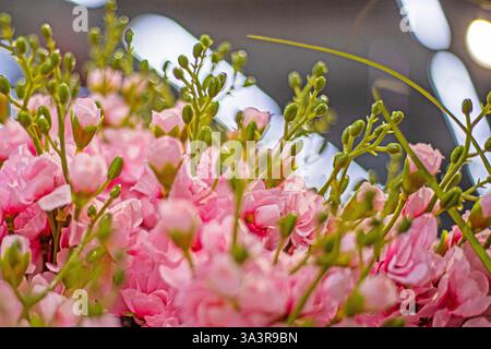 Fleur décorative croissante Freesia Bila. Entretien des plantes décoratives Banque D'Images