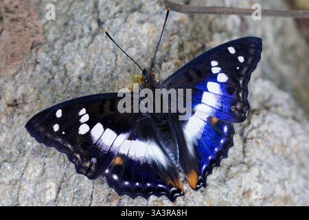 Vue de dessus du papillon empereur violet indien, Mimathyma ambica, Banque D'Images