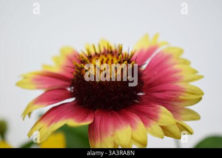 Une fleur de Gaillardia aux couleurs vives, principalement rose, jaune et rouge foncé. Les pétales sont principalement jaunes avec des bords roses et sont courbés vers l'extérieur. Banque D'Images