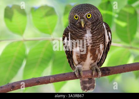 Chouette barrée asiatique, Glaucidium cuculoides debout sur une branche d'arbre dans la forêt tropicale, nord de la Thaïlande Banque D'Images