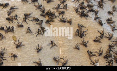 Le ruban adhésif à insectes collant piège les mouches mortes Banque D'Images