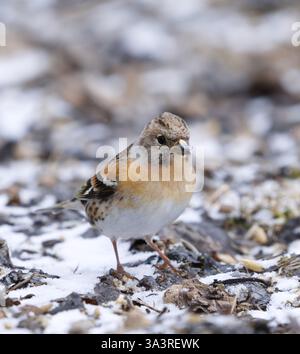 Brambling (Fringilla montifringilla) femelle sur le sol enneigé à la recherche de nourriture au début du printemps. Banque D'Images