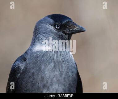 Le Jackdaw occidental (Coloeus monedula) se rapproche au printemps. Banque D'Images