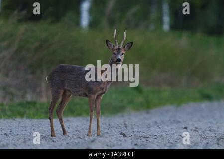 Mâles de cerfs rois (Capreolus capreolus) debout dans le champ de ferme la nuit au printemps Banque D'Images