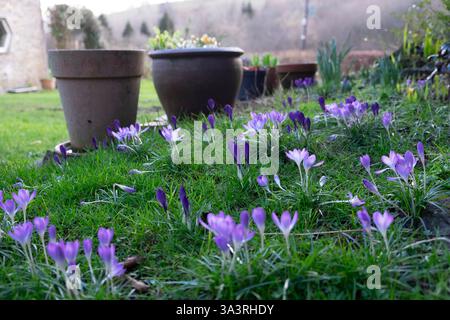 Belles fleurs de crocus mauve mauve violettes poussant dans la pelouse au printemps et de grands pots de terre cuite dans le jardin de campagne février 2025 UK KATHY DEWITT Banque D'Images