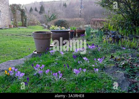 Belles fleurs de crocus mauve mauve violettes poussant dans la pelouse en hiver et de grands pots de terre cuite dans le jardin de campagne février 2025 UK KATHY DEWITT Banque D'Images