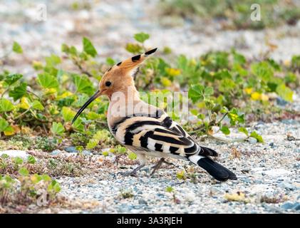 Hoopoe eurasien (Upupa epops) se nourrissant d'escargots, Kouklia, Chypre Banque D'Images