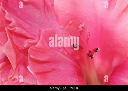Gros plan plein écran d'une grande fleur de Gladiolus rose vif, volanté (lys d'épée, petite épée), montrant l'étamine centrale et les bords des pétales à volants Banque D'Images