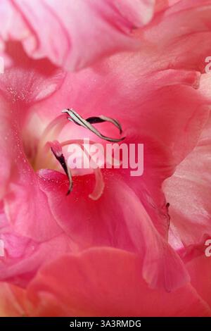 Gros plan plein écran d'une grande fleur de Gladiolus rose vif, volanté (lys d'épée, petite épée), montrant l'étamine centrale et les bords des pétales à volants Banque D'Images