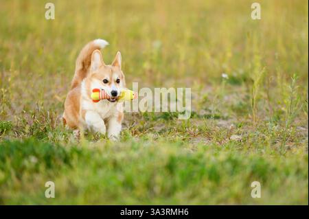 Chien mignon court rapidement et heureux à travers la prairie avec jouet préféré dans sa bouche. Welsh Corgi Pet apprécie la promenade estivale dans le parc, en courant à travers l'herbe Wit Banque D'Images