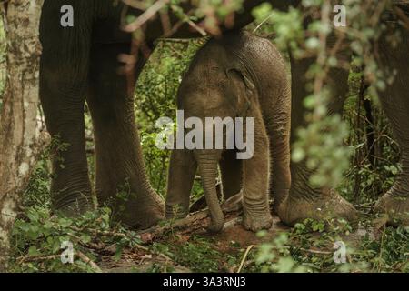 L'image montre un veau éléphant sri-lankais (Elephas maximus maximus) cherchant refuge sous sa mère dans le parc national de Yala, côte sud, Sri Lanka Banque D'Images