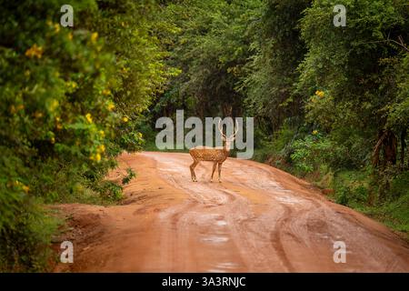 L'image montre un cerf de l'axe (axe de l'axe), également connu sous le nom de cerf tacheté, debout sur une route boueuse dans le parc national de Yala, côte sud, Sri Lanka. Banque D'Images