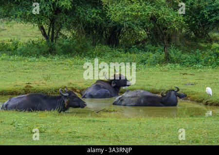 L'image capture un buffle d'eau sauvage (Bubalus arnee) se rafraîchissant dans une piscine boueuse dans le parc national de Yala, côte sud, Sri Lanka. Ces gros bovins p Banque D'Images