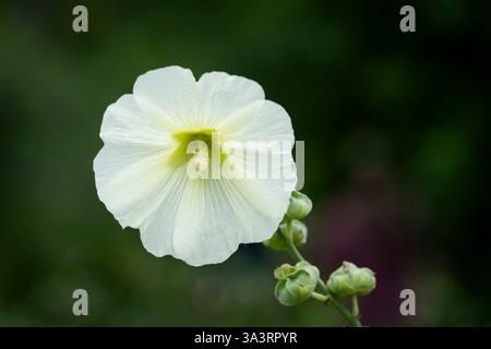 Gros plan d'une fleur blanche de hollyhock (Alcea rosea). Hollyhock simple blanc avec centre vert. Alcea rosea, fleur avec un fond flou. Banque D'Images