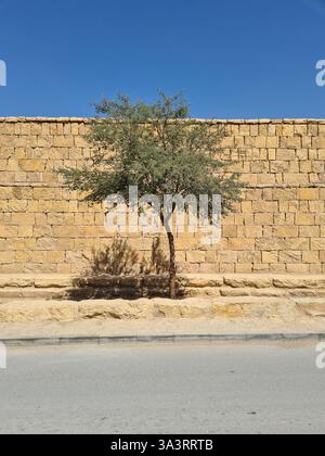 Arbre d'acacia devant le mur de pierre de chaux et Blue Sky en Arabie Saoudite Banque D'Images