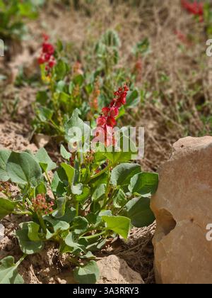 Red Sorrel plante poussant près de Rocks Banque D'Images