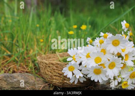 Un panier tissé avec des marguerites blanches fraîches dans un pré vert. Le gros plan met en évidence des pétales délicats et des centres jaunes, créant une sensation naturelle et rustique. Banque D'Images