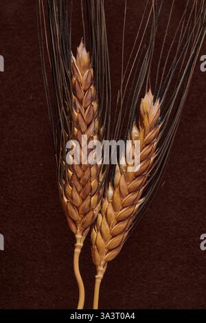 Un gros plan de deux tiges de blé sur fond brun. Banque D'Images