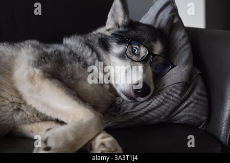 Chien paresseux dans des lunettes reposant sur un canapé à la maison Banque D'Images