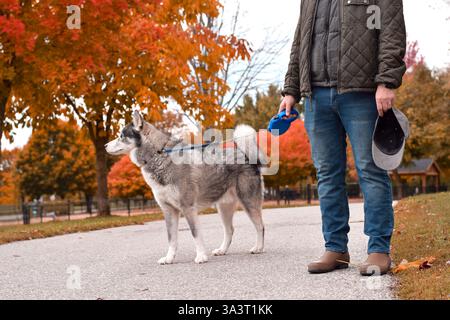 Homme en promenade avec chien Husky dans un parc Banque D'Images