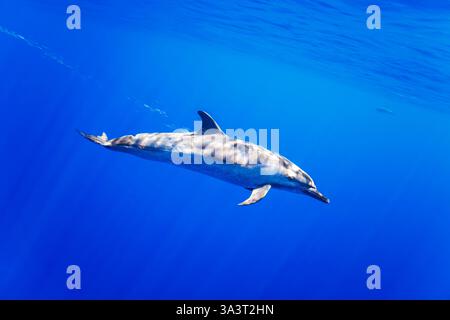 Dauphin à pois pantropical, Stenella attenuata, en pleine mer, Hawaï, Océan Pacifique, États-Unis. Banque D'Images