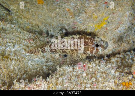 Le faux scorpionfish, Centrogenys vaigiensis, semble très similaire au vrai scorpionfish, cette similitude protège le faux scorpionfish du pr Banque D'Images