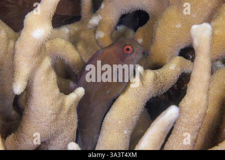 Le blenny de corail brun, Atrosalariés fuscus, est également connu sous le nom de blenny de voile noir et blenny tribal, Yap, États fédérés de Micronésie. Ces b Banque D'Images