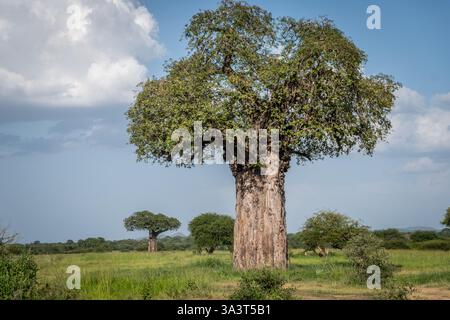 Baobabs avec des feuilles dans le parc national de Tarangire, Tanzanie Banque D'Images