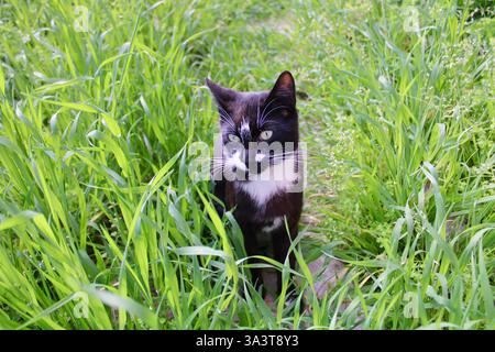 Un chat noir et blanc aux yeux verts est assis parmi les hautes herbes, regardant alerte. Un cadre extérieur naturel capturant la curiosité et la beauté félines. Banque D'Images