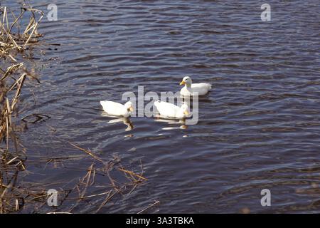 Canards domestiques blancs (Anas platyrhynchos var. domestica) dans l'eau. Famille Anatidae. Mars, pays-Bas Banque D'Images