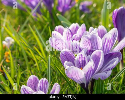 Des crocus violets et blancs éclatants fleurissent dans l'herbe verte luxuriante, éclairée par la lumière du soleil, mettant en valeur des pétales délicats aux motifs rayés complexes. Banque D'Images