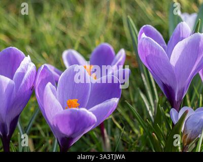 Des crocus violets éclatants fleurissent au soleil, avec de délicates étamines orange contrastant avec l'herbe verte luxuriante. Banque D'Images