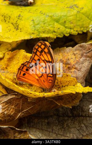 Goiania, Goias, Brésil – 12 mars 2025 : un papillon dans une vieille feuille jaune. Banque D'Images