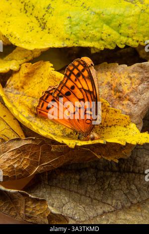 Goiania, Goias, Brésil – 12 mars 2025 : un papillon dans une vieille feuille jaune. Banque D'Images