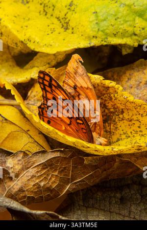 Goiania, Goias, Brésil – 12 mars 2025 : un papillon dans une vieille feuille jaune. Banque D'Images