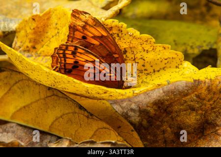 Goiania, Goias, Brésil – 12 mars 2025 : un papillon orange dans une feuille jaune sèche. Banque D'Images