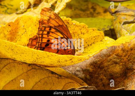 Goiania, Goias, Brésil – 12 mars 2025 : un papillon orange dans une feuille jaune sèche. Banque D'Images