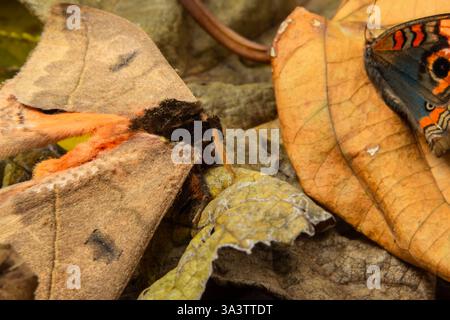 Goiania, Goias, Brésil – 12 mars 2025 : un papillon camouflé parmi les feuilles sèches. Banque D'Images