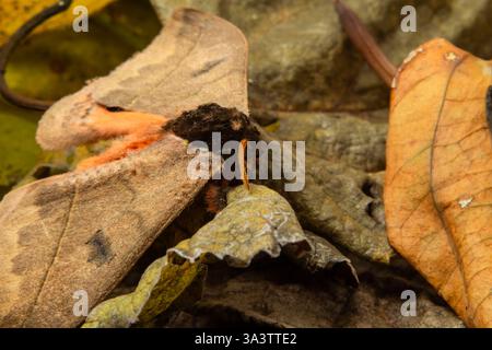 Goiania, Goias, Brésil – 12 mars 2025 : un papillon camouflé parmi les feuilles sèches. Banque D'Images