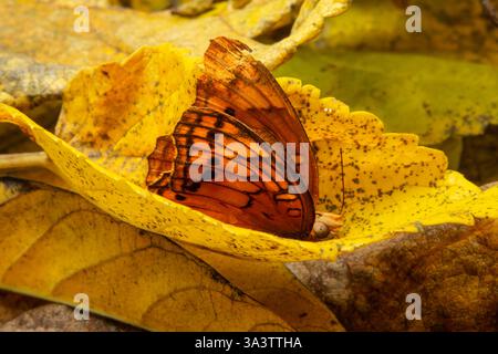 Goiania, Goias, Brésil – 12 mars 2025 : un papillon dans une vieille feuille jaune. Banque D'Images