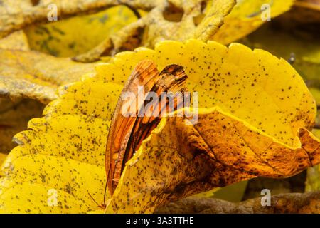 Goiania, Goias, Brésil – 12 mars 2025 : un papillon dans une vieille feuille jaune. Banque D'Images