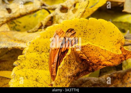 Goiania, Goias, Brésil – 12 mars 2025 : un papillon dans une vieille feuille jaune. Banque D'Images
