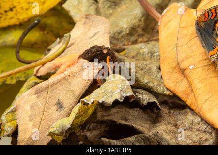 Goiania, Goias, Brésil – 12 mars 2025 : un papillon camouflé parmi les feuilles sèches. Banque D'Images