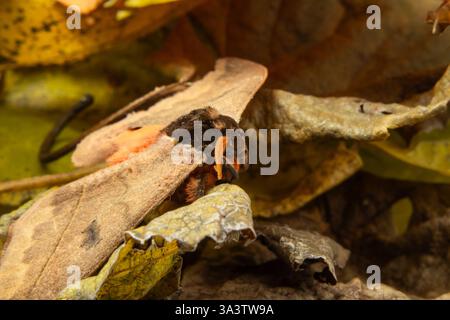Goiania, Goias, Brésil – 12 mars 2025 : un papillon camouflé parmi les feuilles sèches. Banque D'Images
