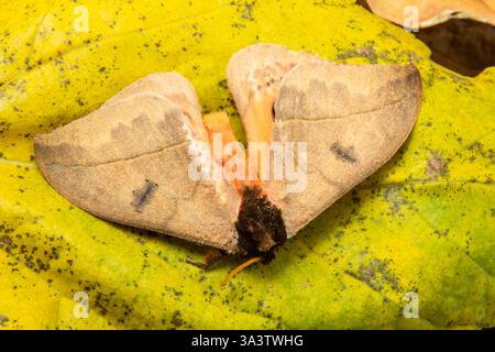 Goiania, Goias, Brésil – 12 mars 2025 : un papillon mort sur une vieille feuille fanée. Banque D'Images