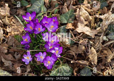 Crocus violets vibrants fleurissant parmi les feuilles sèches et le lierre vert sur le sol de la forêt, éclairés par la lumière du soleil. Début du printemps et renouveau Banque D'Images