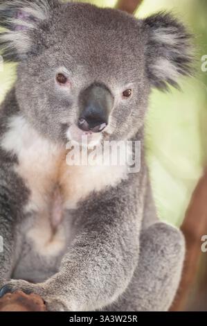 Koala assis sur la branche d'eucalyptus, Brisbane, Queensland, Australie Banque D'Images