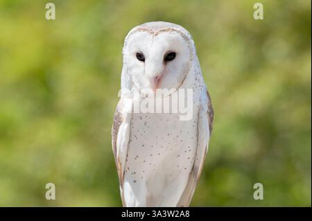 Effraie des clochers (Tyto alba), Lone Pine Koala Sanctuary, Brisbane, Queensland, Australie Banque D'Images