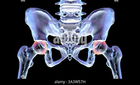 Illustration de l'anatomie des os pelviens, montrant la structure des coxales, sacrum, coccyx, vertèbres lombaires et fémurs. Banque D'Images