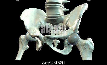 Illustration de l'anatomie des os pelviens, montrant la structure des coxales, sacrum, coccyx, vertèbres lombaires et fémurs. Banque D'Images